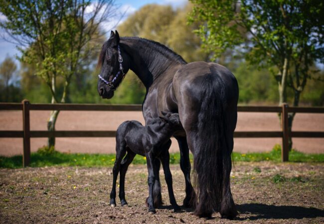 Paarden opfokken