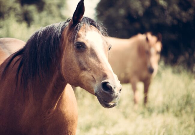 Paarden opfokken