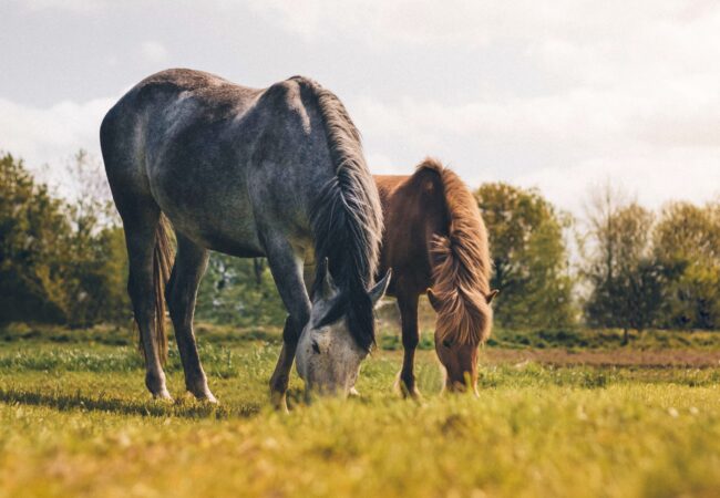 Paardenopfok